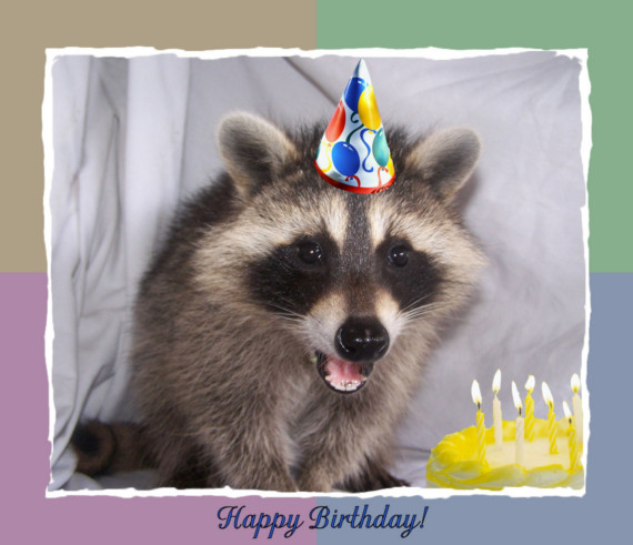 Raccoon Birthday. 